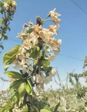 要想果树多结果施什么肥呢,种的樱桃树要死有什么办法补救