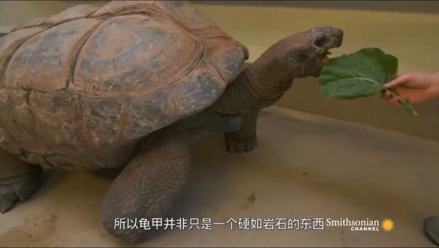 如何提高龟的互动性,养龟怎么和龟互动