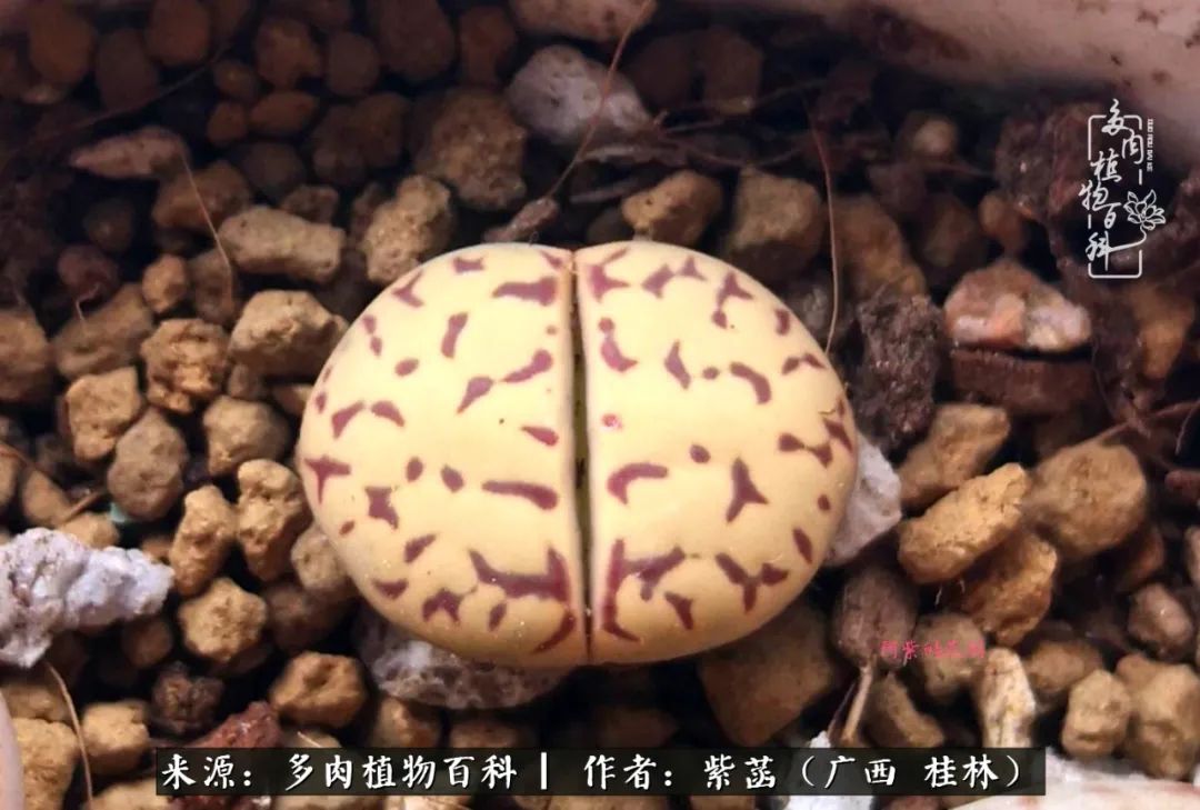 如何在夏天买的多肉度夏,多肉度夏好帮手