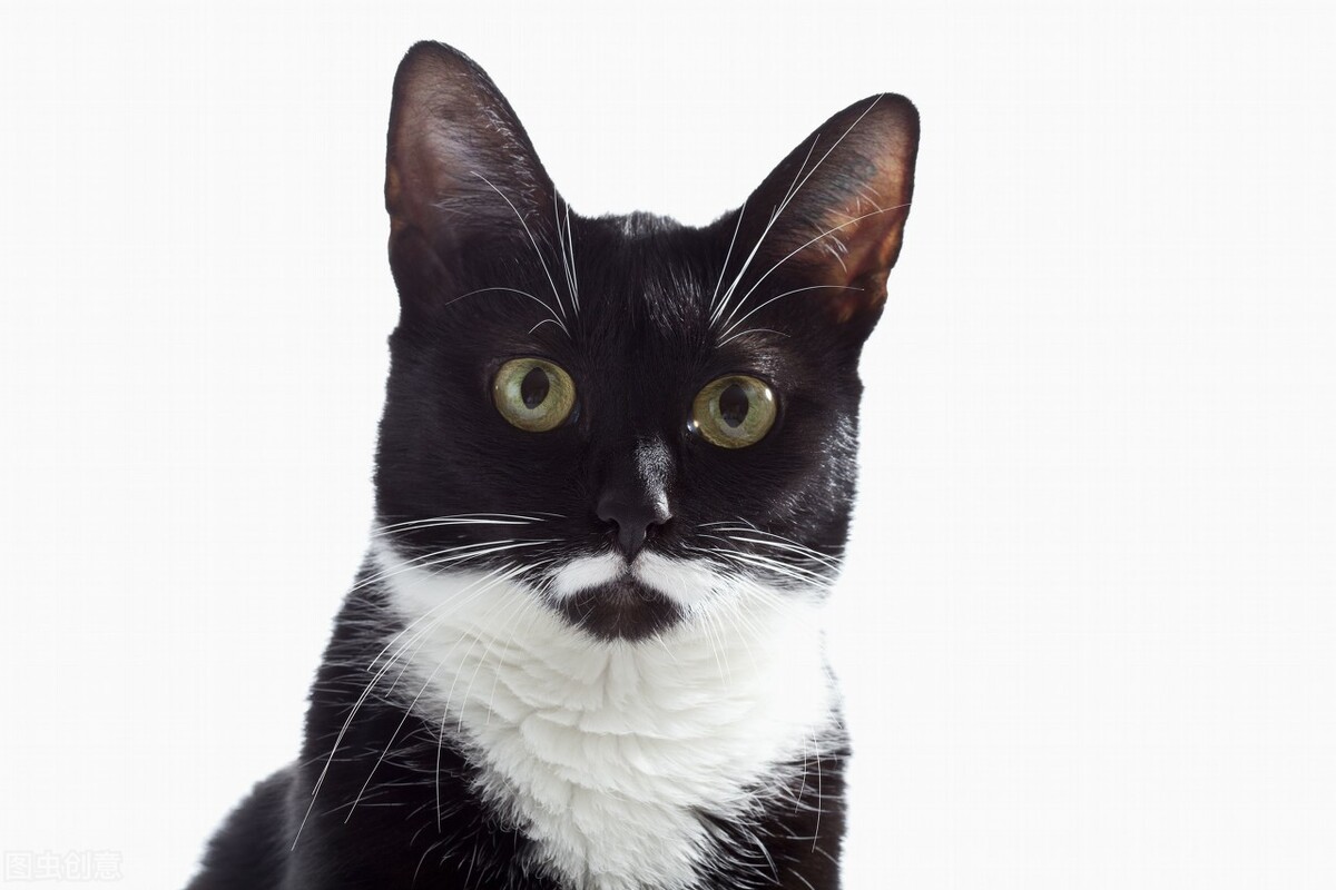 中华田园猫之中哪个猫最厉害,中华田园猫颜值高好养吗知乎