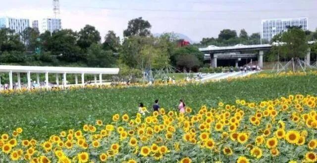 深圳花海公园地址在哪里,深圳中心河公园花海