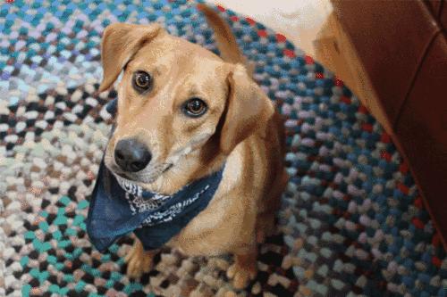 被仓鼠咬伤也要注射狂犬疫苗吗,被仓鼠抓伤了没出血要狂犬疫苗吗