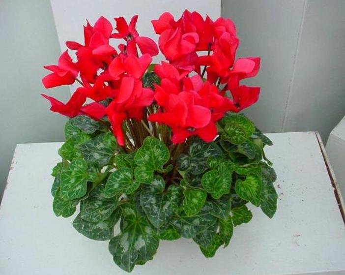 淘米水浇花杀菌问题,淘米的水浇花真的有好处