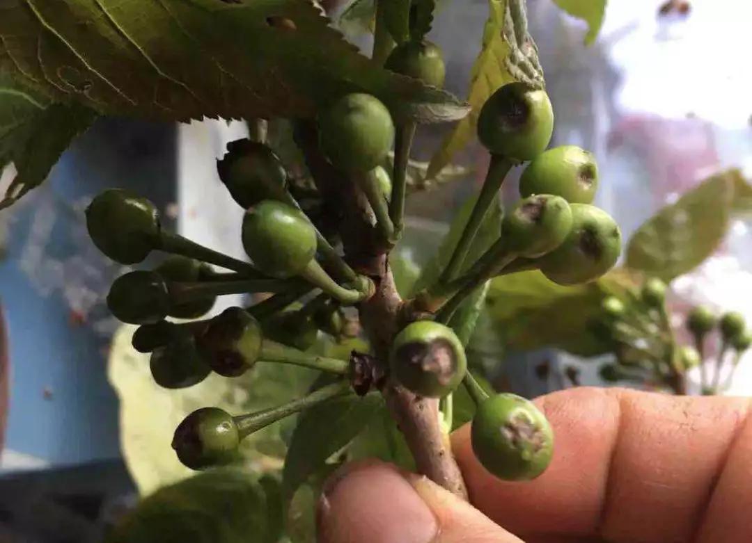 樱桃很难吃怎么拯救,樱桃八大病害高清图谱防治方法