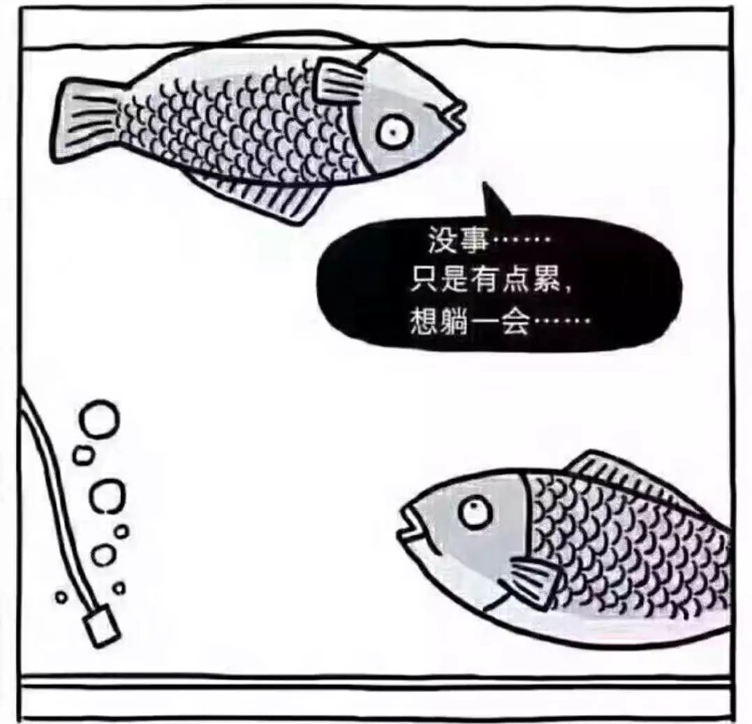 水产养殖中遇到鱼病该怎样办,怎样预防观赏鱼鱼病