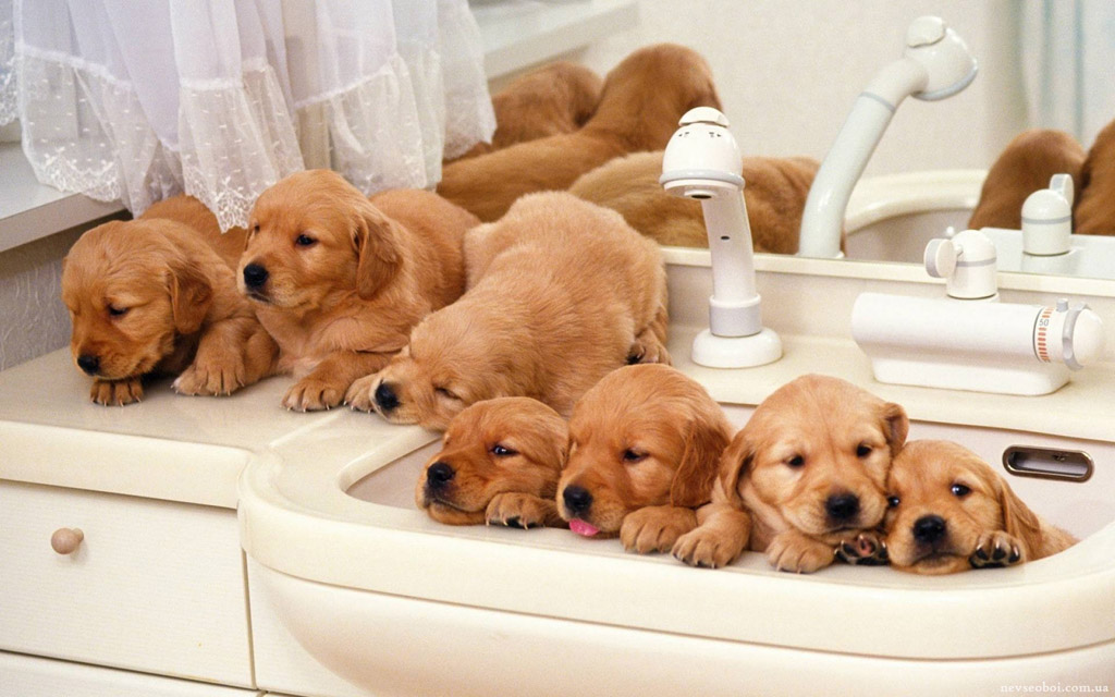 怎样护理狗宝宝,怎么护理狗宝宝