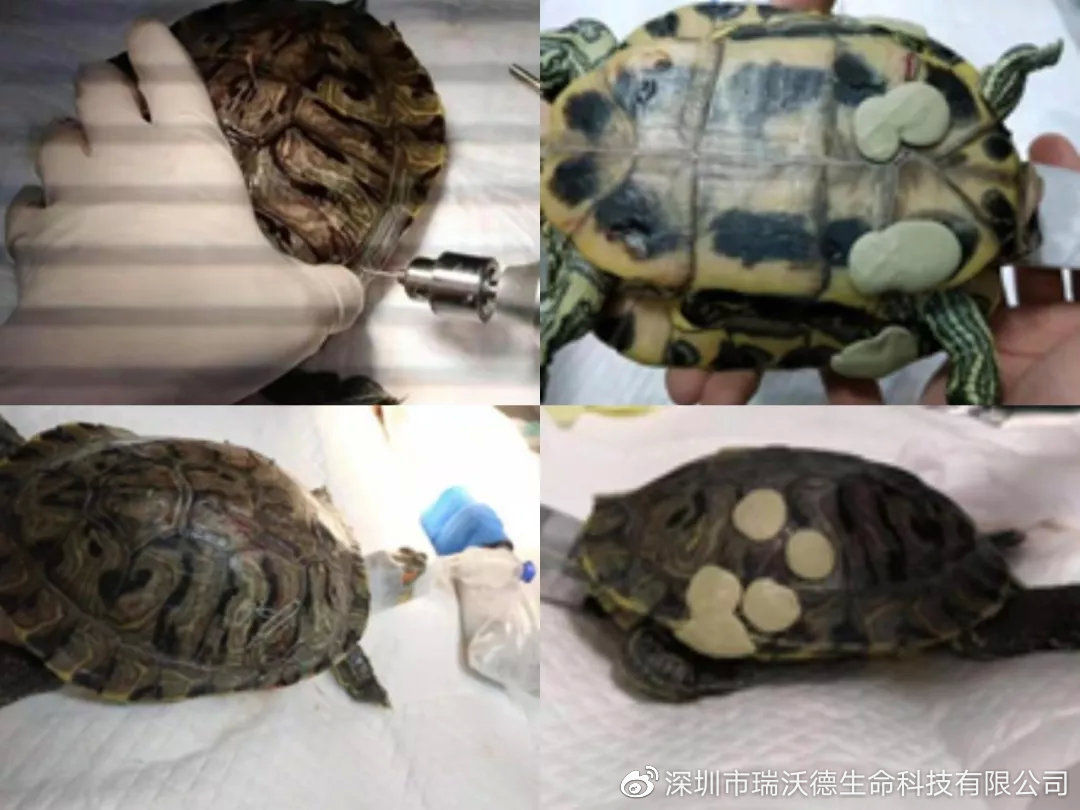 乌龟外伤怎么处理,乌龟外伤怎么治疗