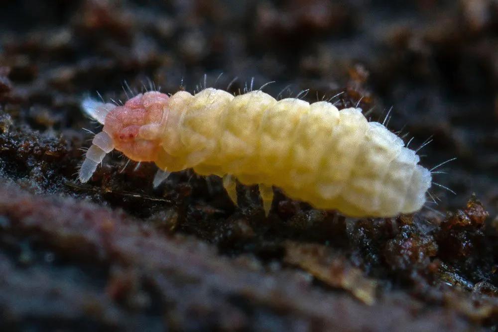 生态缸老死鱼怎么回事,生态缸老是死鱼是什么原因