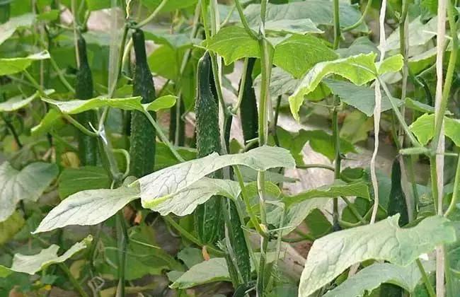 黄瓜霜霉角斑病怎么防治,黄瓜霜霉病细菌性角斑病