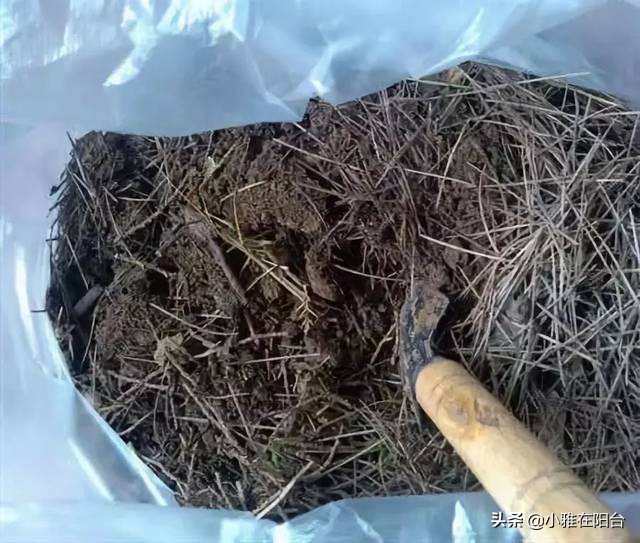 桂花盆栽如何施肥,盆栽桂花什么时候施肥