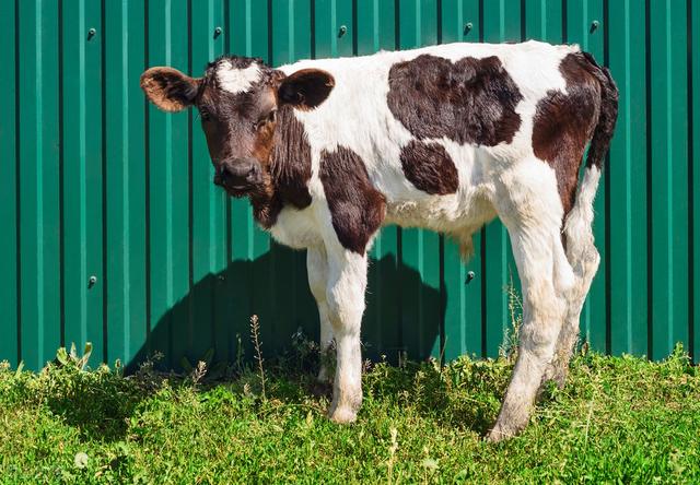 犊牛血便治疗方法,犊牛便血的治疗方法