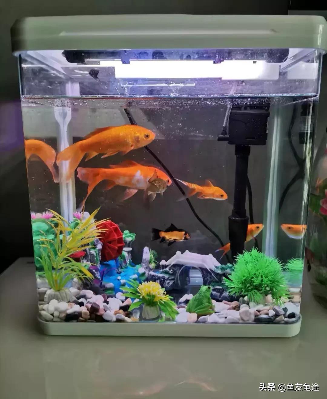 养鱼新手用的是圆形鱼缸该怎么办,新手养鱼选什么鱼缸