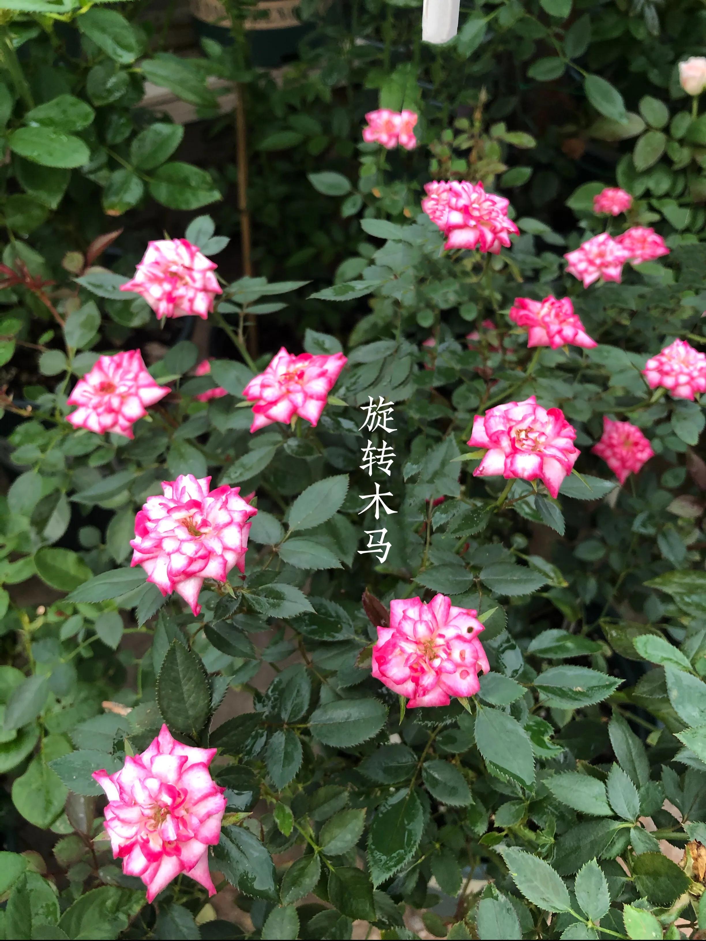 耐晒的藤本月季哪个品种好,哪些月季不适合广东