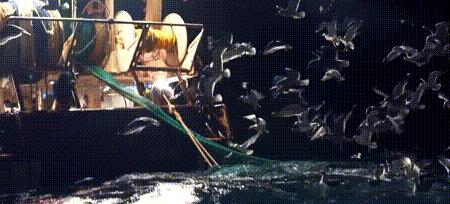 渔业危机纪录片,渔业阴谋纪录片预告