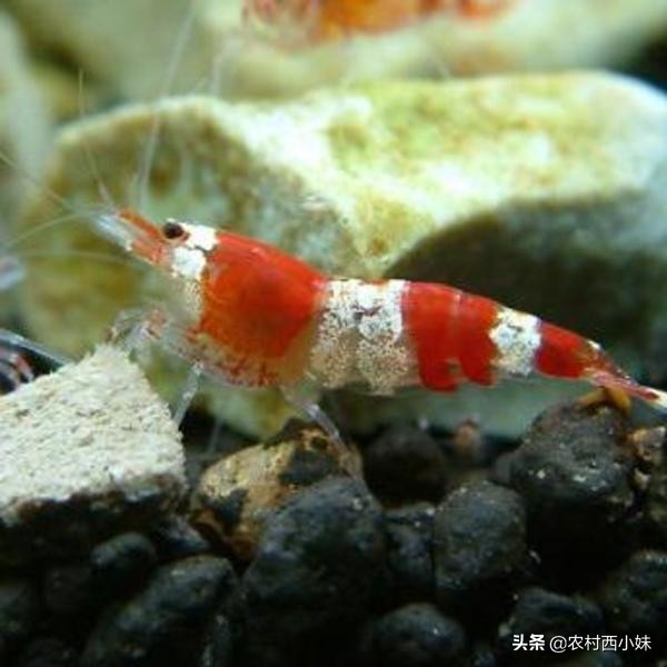 观赏虾好养耐活,养观赏虾的基本知识
