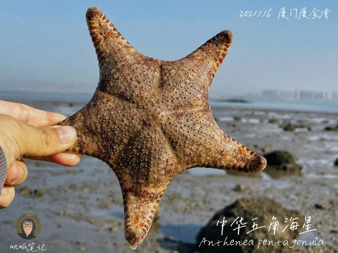 鼓浪屿赶海抓虫,鼓浪屿赶海佛手螺