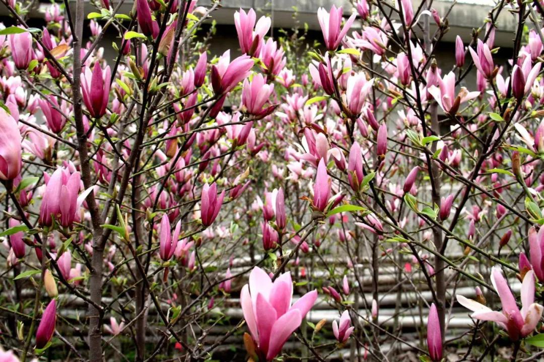 这43个来自世界各地的新品种,快来看看有没有你的菜