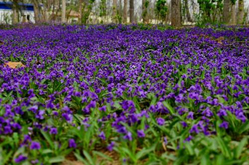 钃濈传鑹茬殑鑺辨湁鍑犵,10绉嶈秴缇庣殑娴呯传鑹茶姳