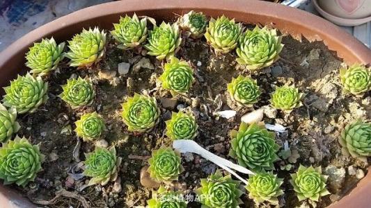 养多肉观音莲注意事项,养观音菩萨注意事项