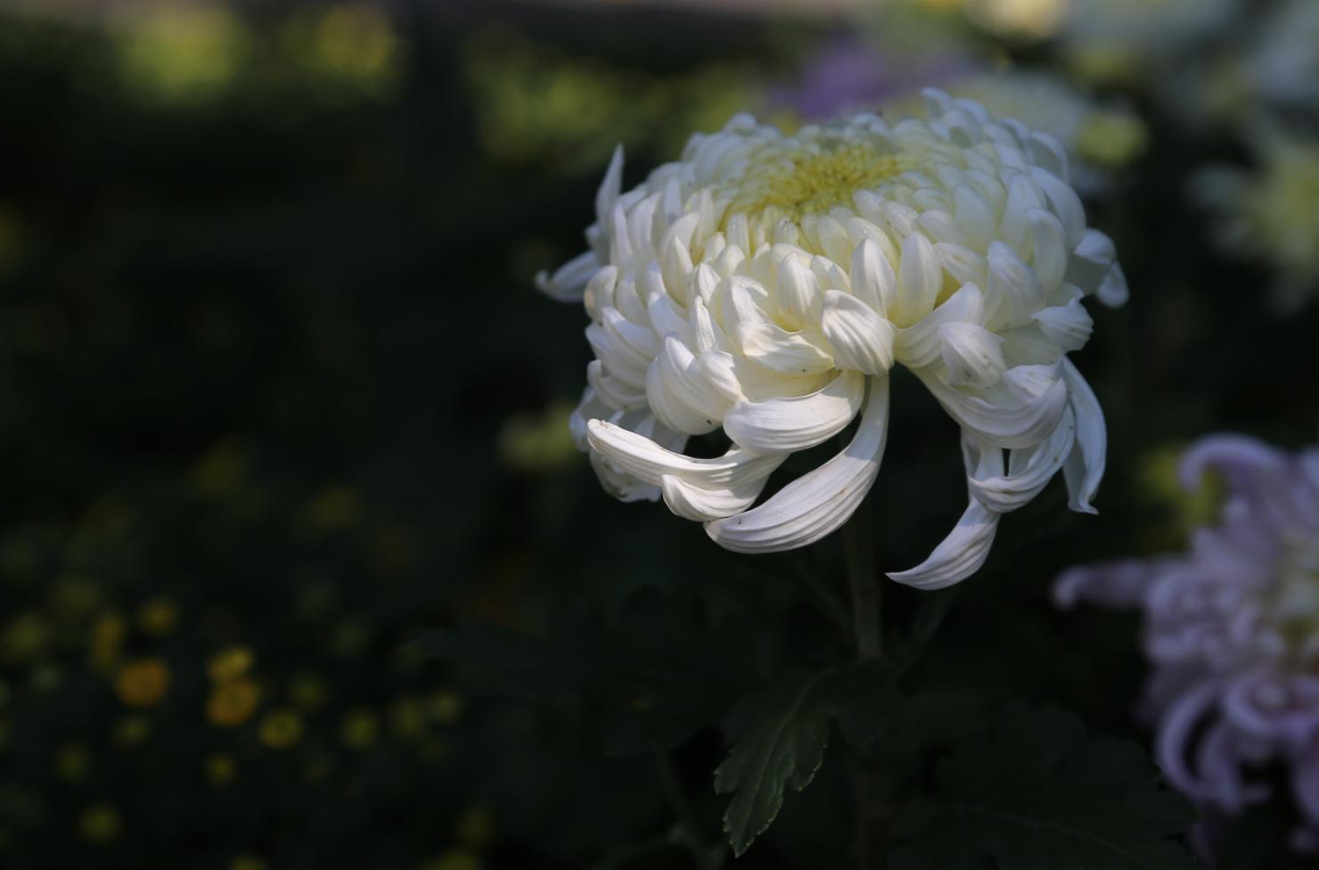 后期照片处理需要什么条件,后期如何把相片处理的清晰干净