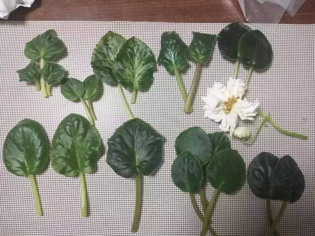 这6种花给点水就爆盆懒人必备,插枝最好养的四种花