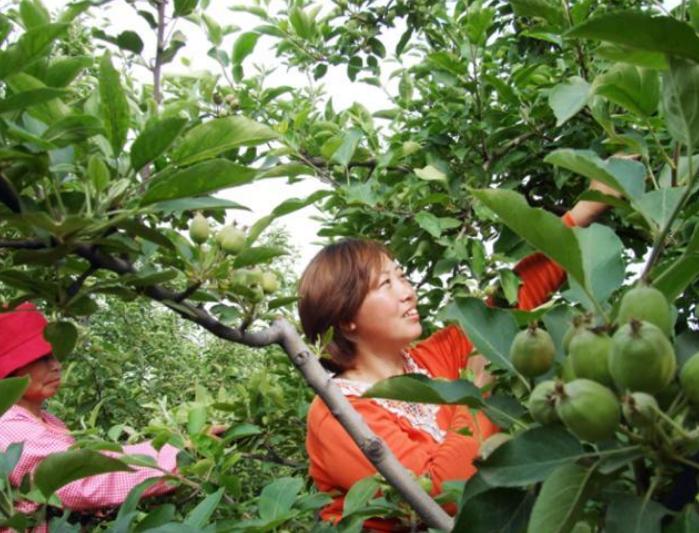 给果农介绍一种有机杀菌剂的使用方法以及对果树病害防治的作用