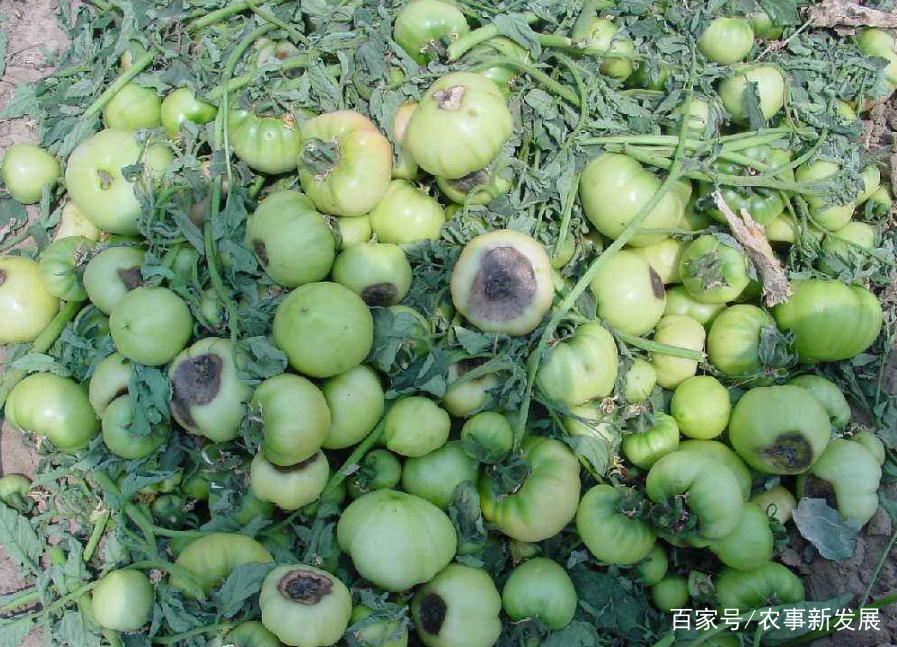 桃花褐腐病怎么防治,幺妹说农村事亮点