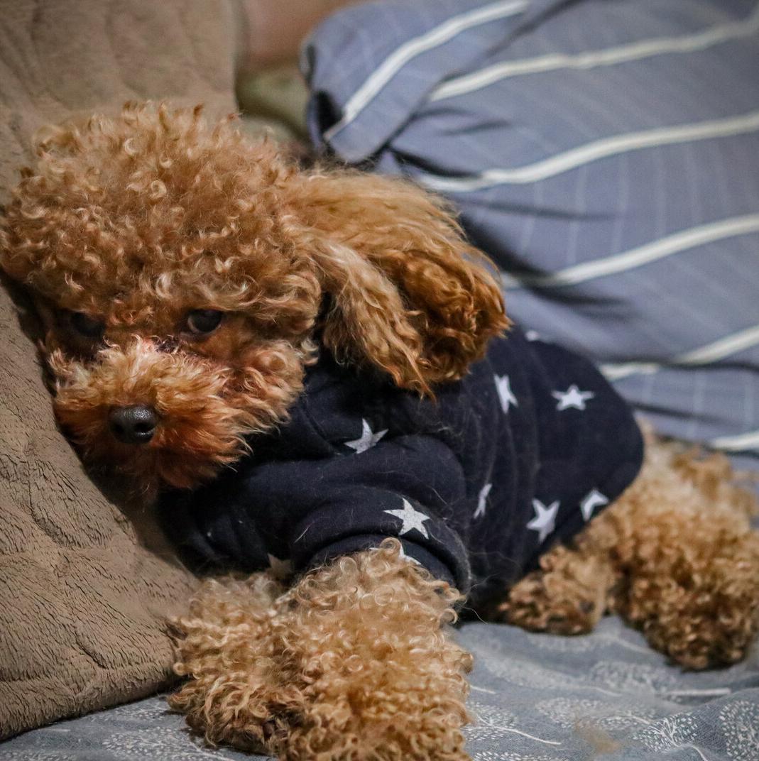 新手养泰迪犬要注意些什么,养泰迪犬需要注意啥