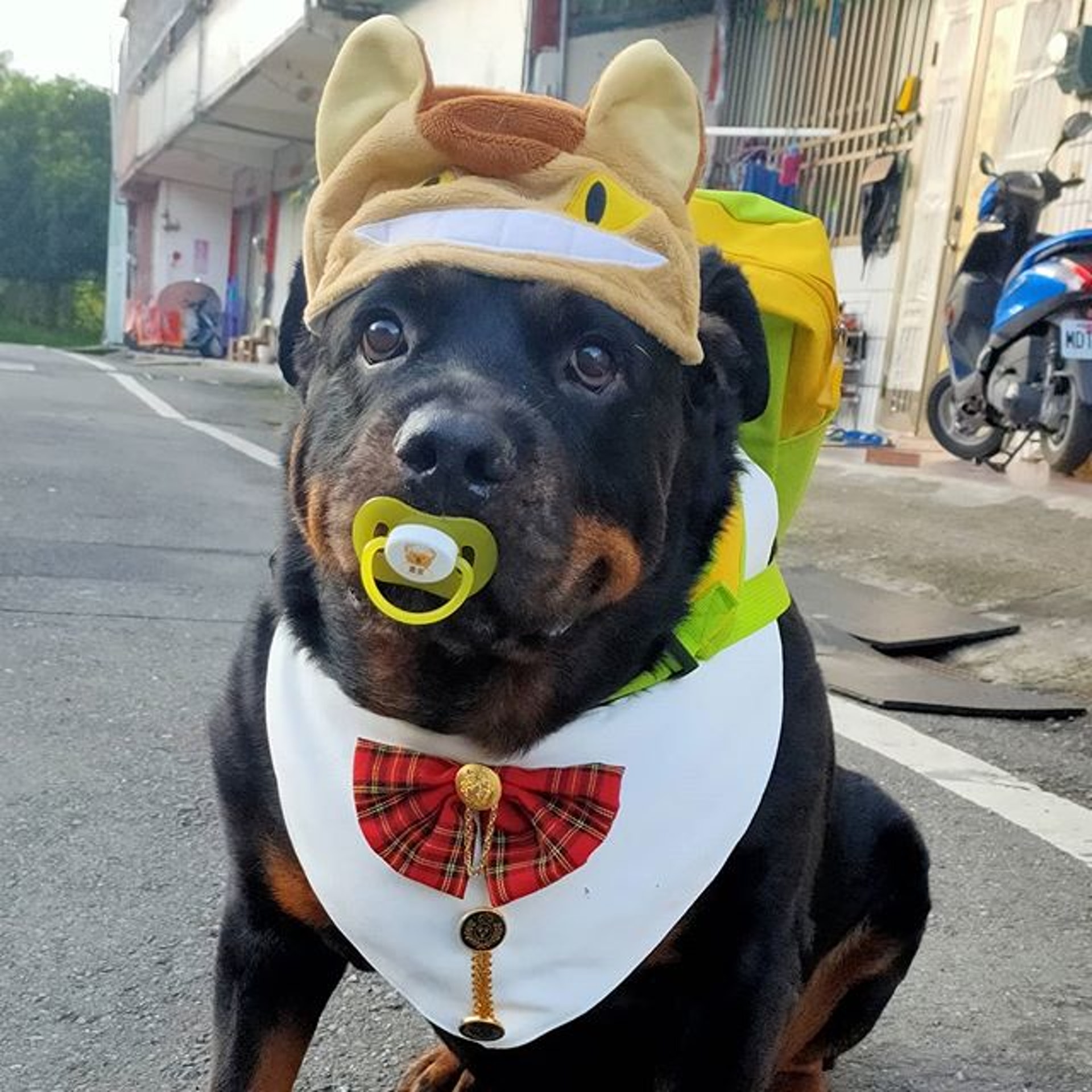 罗威纳成为奶奶的拐杖,120斤罗威纳犬视频