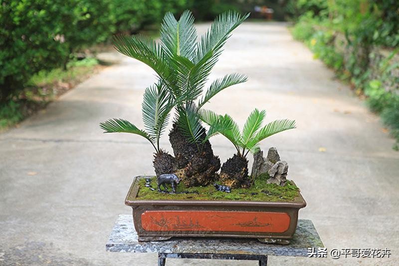 怎样使铁树的叶子变油绿,铁树叶子不油绿什么原因