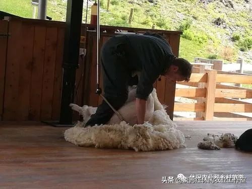 旅居生活新西兰,旅居在新西兰