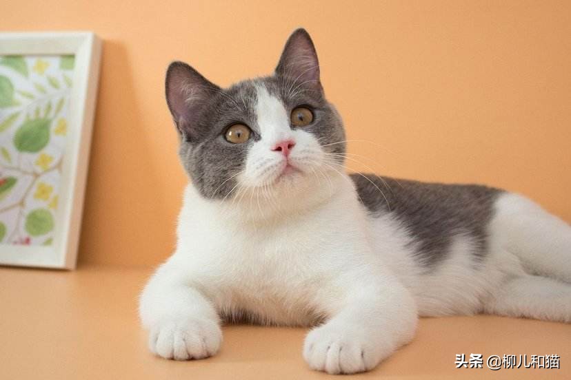 脱毛期的猫怎么处理,脱毛季节怎么帮猫咪梳干净毛