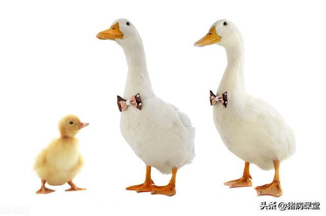 鸭常见病及治疗方法,雏鸭常见传染病有什么