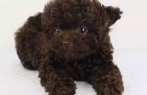 贵宾犬有几个颜色,贵宾犬颜色