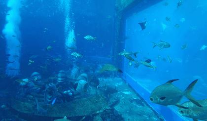 上九天揽月,下五洋捉鳖。看二孩老父亲如何带全家打卡亚特兰蒂斯