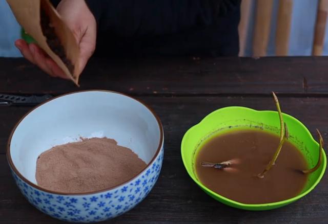 碗莲种在泡沫箱里为什么不开花,碗莲怎么种得好看又好养