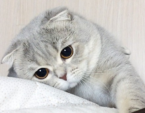 卡比猫粮事件,卡比无谷猫粮事件