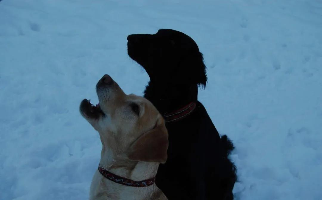 养狗是黑的好还是黄的好,养狗黑狗好吗
