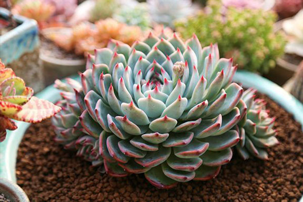 多肉吉娃娃如何判断该浇水,吉娃娃多肉多久浇一次水合适