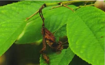 樱桃虫害防治绝招,樱桃虫害防治