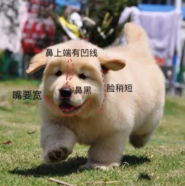 挑选金毛幼犬品相,一个月红毛金毛品相怎么看