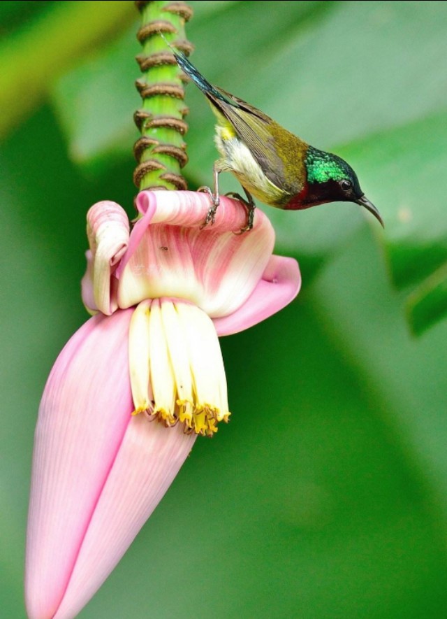 太阳鸟品质,太阳神鸟绝美