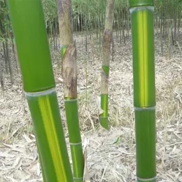 竹子大全100种及名称,竹子一共有多少种品种