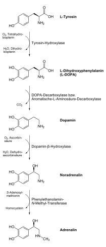 靠饿能减掉顽固脂肪吗,怎么才能减掉顽固脂肪