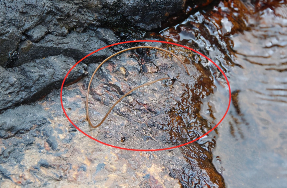 韩国铁线虫入侵电影完整版,韩国爆发铁线虫病是真的吗