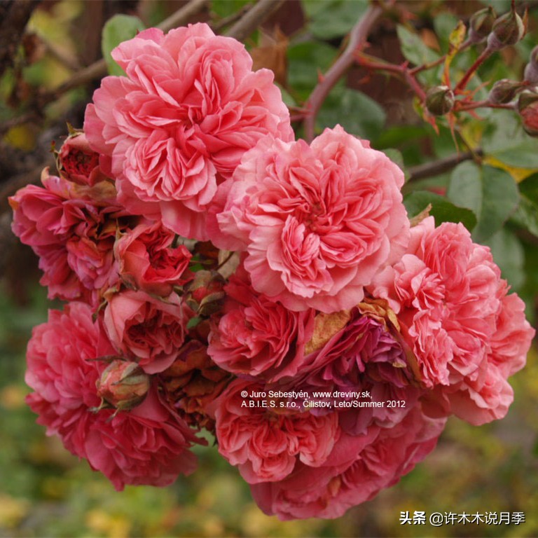 前一段时间买的月季不开花怎么办,月季不开花怎么区分开花颜色