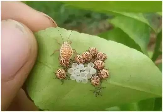 8月份不套袋的秋桃管理,秋季病虫害管理技术