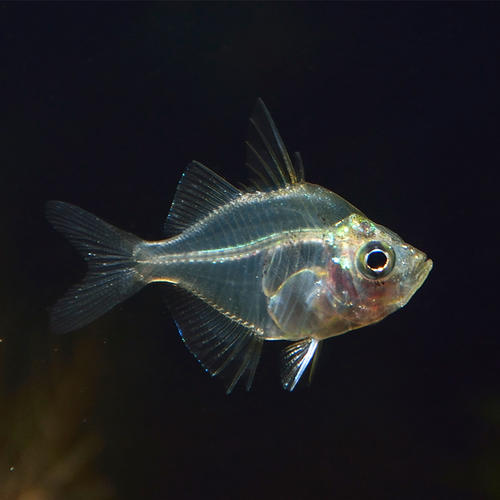 想养鱼要用加热棒吗,想养鱼又没有鱼缸