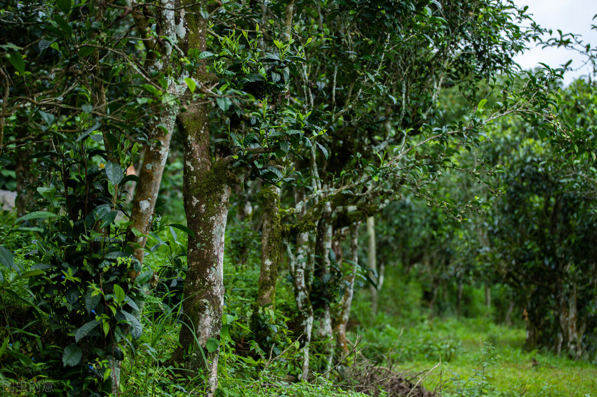 七彩云南处处皆美景,七彩云南美在德宏