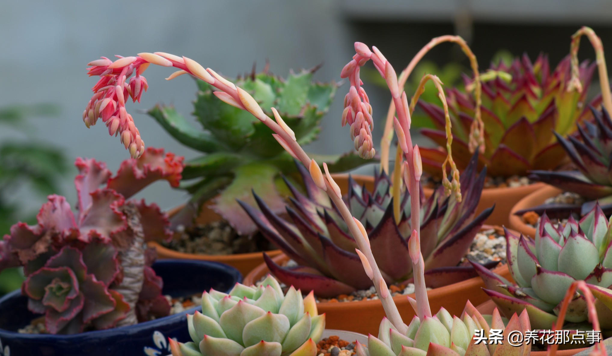 曾经高价多肉,曾经天价的多肉